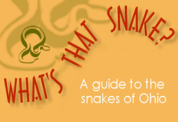 reads "What's that snake?" orange background with graphic of a snake. 